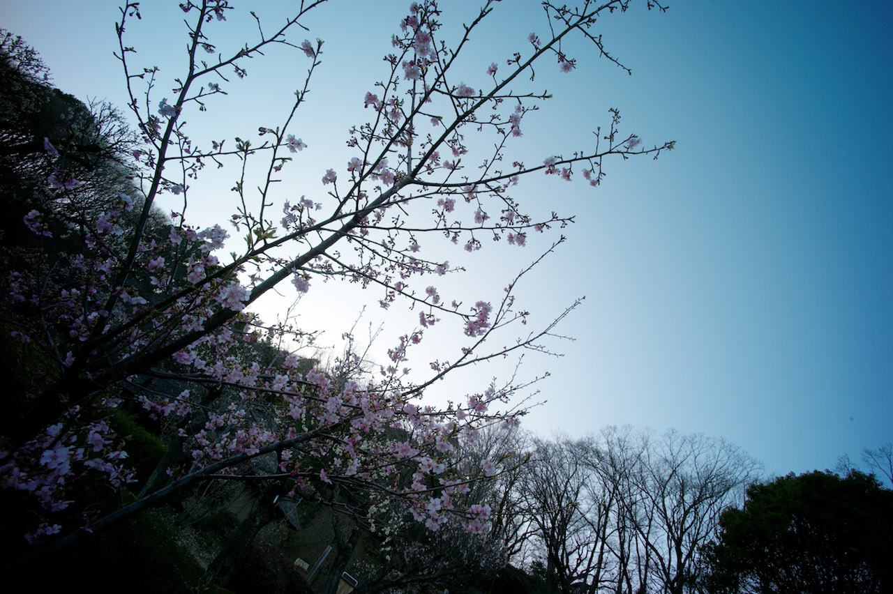 川津桜 東京】令和初のお花見はココ！町田・薬師池公園で桜を愛でる【相模原】 - 浪漫・日常メモランダム
